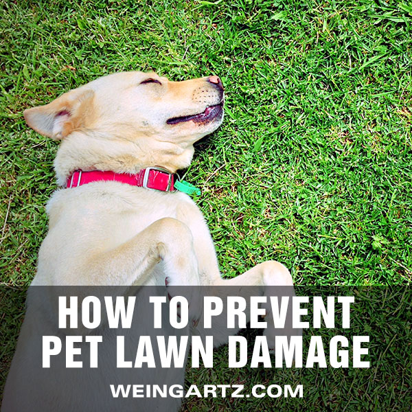 How To Prevent Pet Lawn Damage - Weingartz Expert Advice