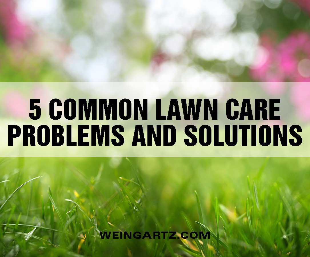 5-Common-Lawn-Care-Problems-and-Solutions - Featured Image