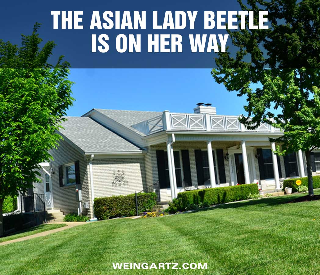 The-Asian-Lady-Beetle-is-on-her-way - Featured Image