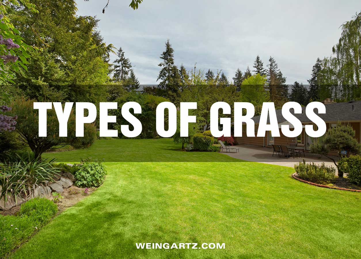 Types-of-Grass - Featured Image