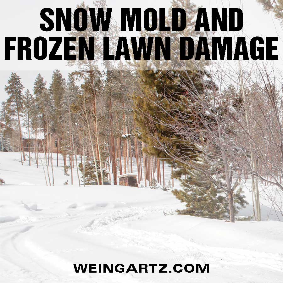Snow Mold and Frozen Lawn Damage