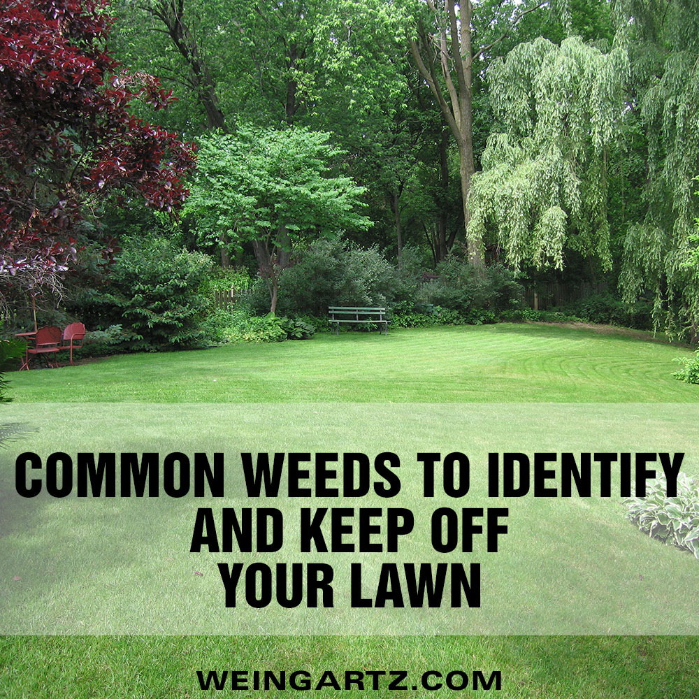 Common Weeds to Identify and Keep off Your Lawn