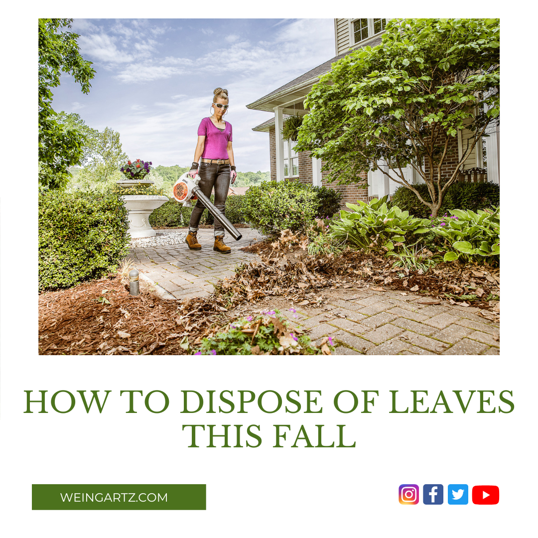 HOW TO DISPOSE OF LEAVES THIS FALL