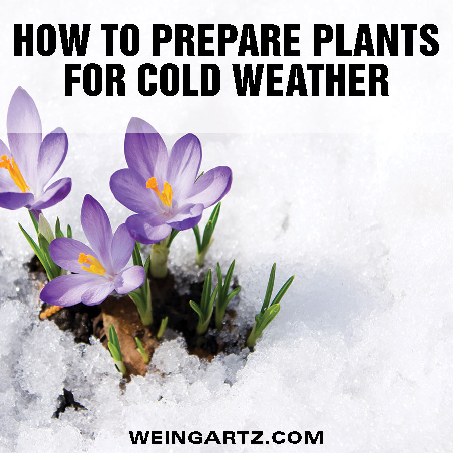 How to Prepare Outdoor Plants for Cold Weather